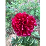 RED GRACE 1