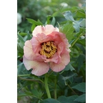 pivoine arbustive argonault