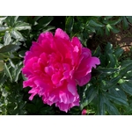 princess margareth 1