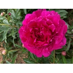 FELIX SUPREME pivoine