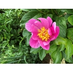 PINK CHALICE