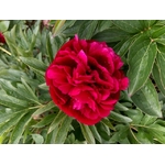 pivoine officinalis RUBRA PLENA