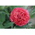 PIVOINE ARBUSTIVE SATIN ROUGE