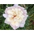 pivoine Mme Calot