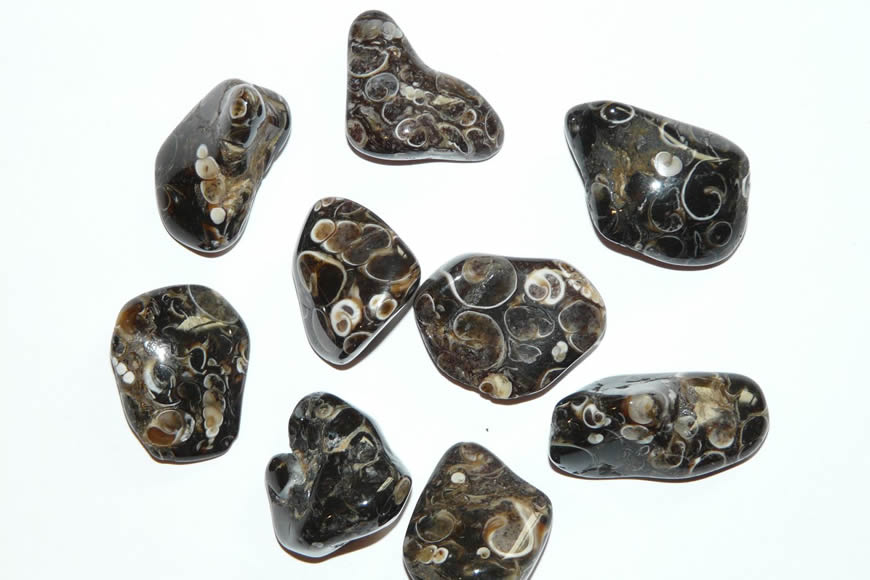 agate turritelle