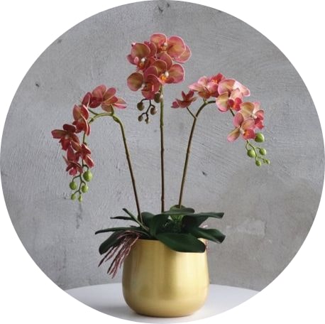 Orchidées Artificielles | Bouqueternel