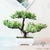 petit bonsai artificiel - Plante Artificielle - Bonsai Artificiel - Bouqueternel