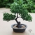 bonsai artificiel exterieur - Plante Artificielle - Bonsai Artificiel - Bouqueternel