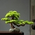 bonsaï artificiel haut de gamme - Plante Artificielle - Bonsai Artificiel - Bouqueternel