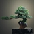 bonzai luxe artificiel ficus - Plante Artificielle - Bonsai Artificiel - Bouqueternel