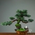 faux bonsaï de qualité - Plante Artificielle - Bonsai Artificiel - Bouqueternel