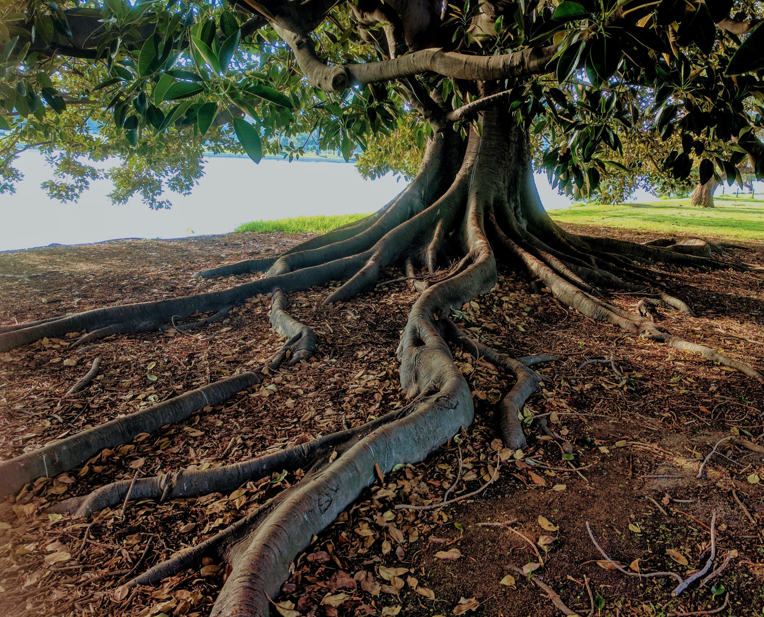 Les racines de l'arbre de vie