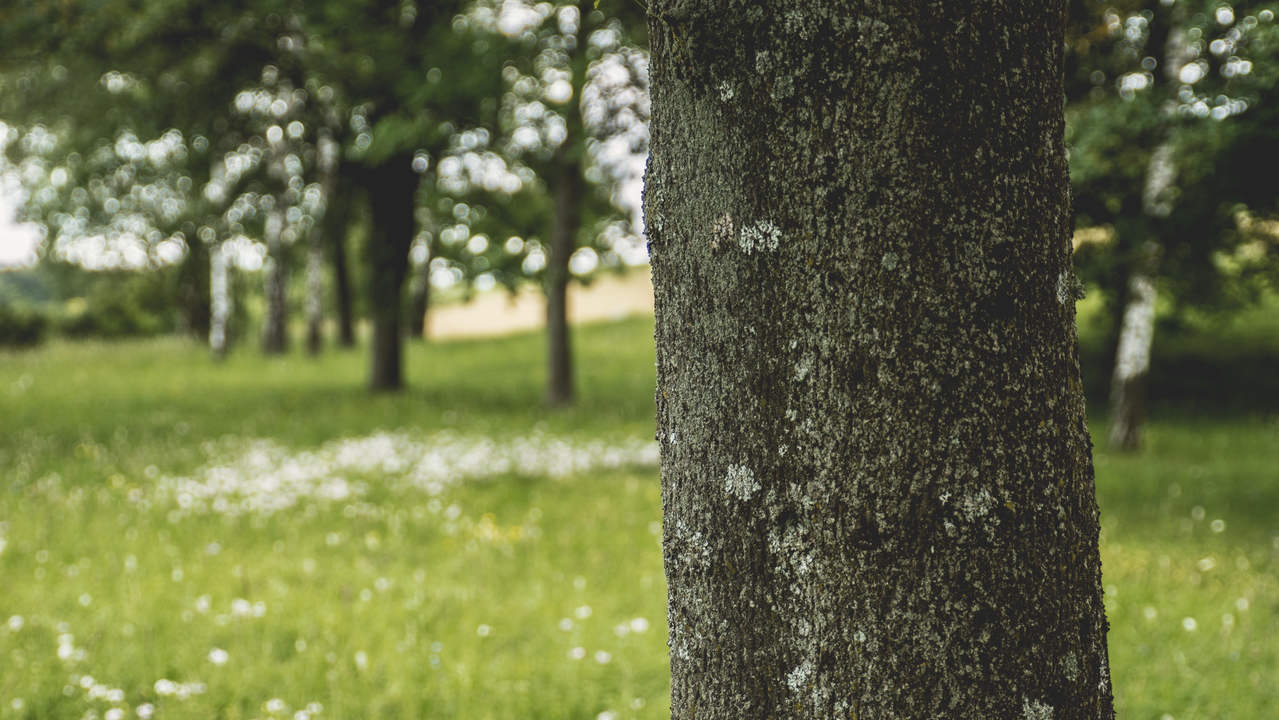 Le tronc de l'arbre de vie