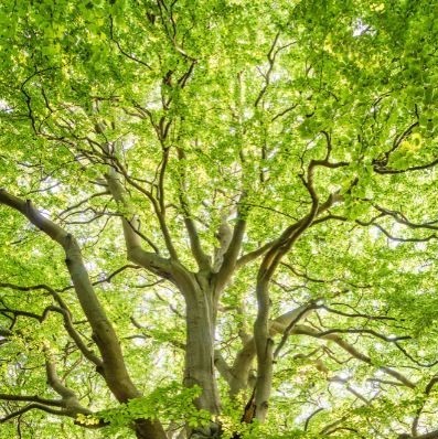 Les branches de l'arbre de vie