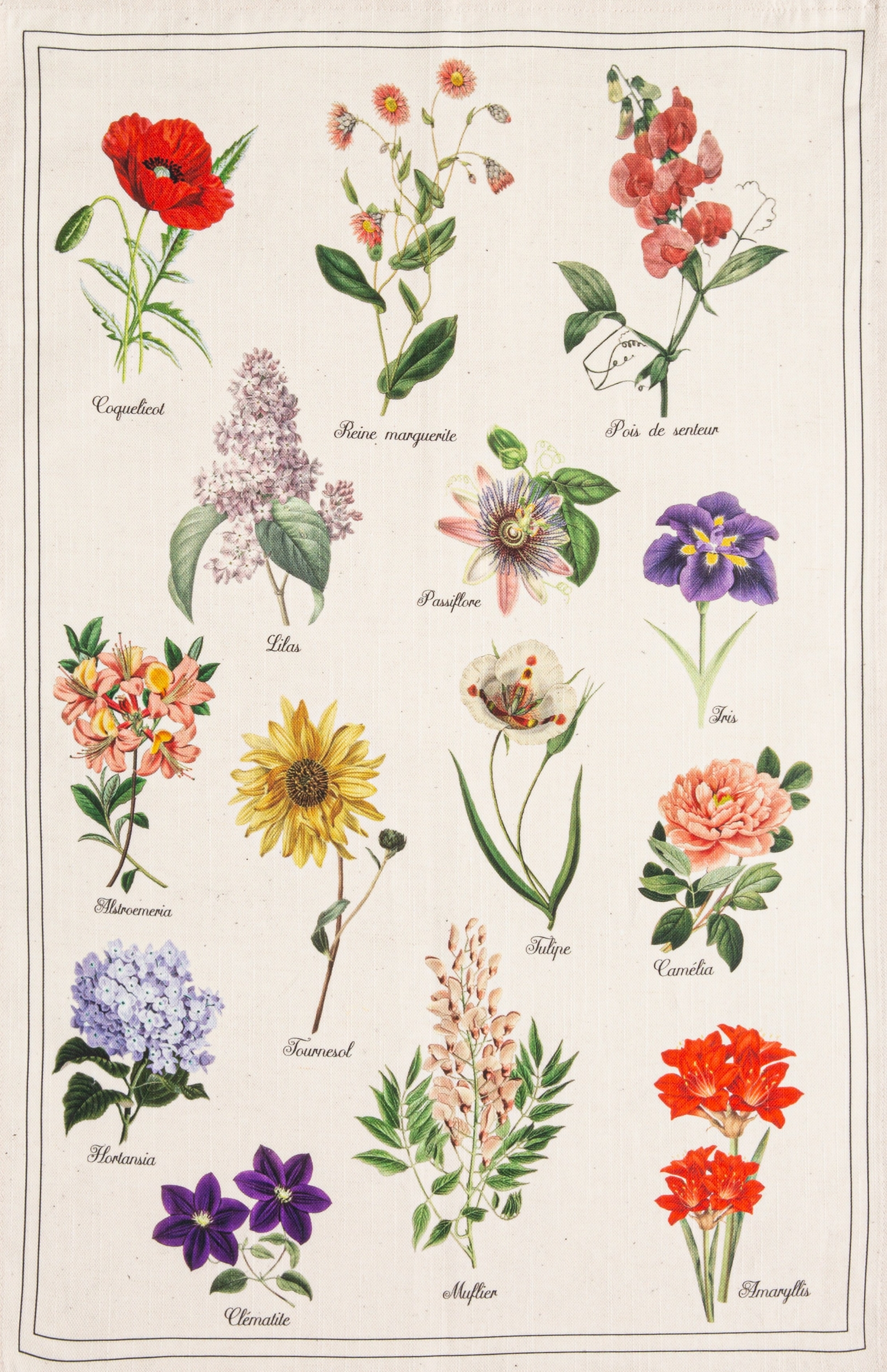 HERBIER_TOR