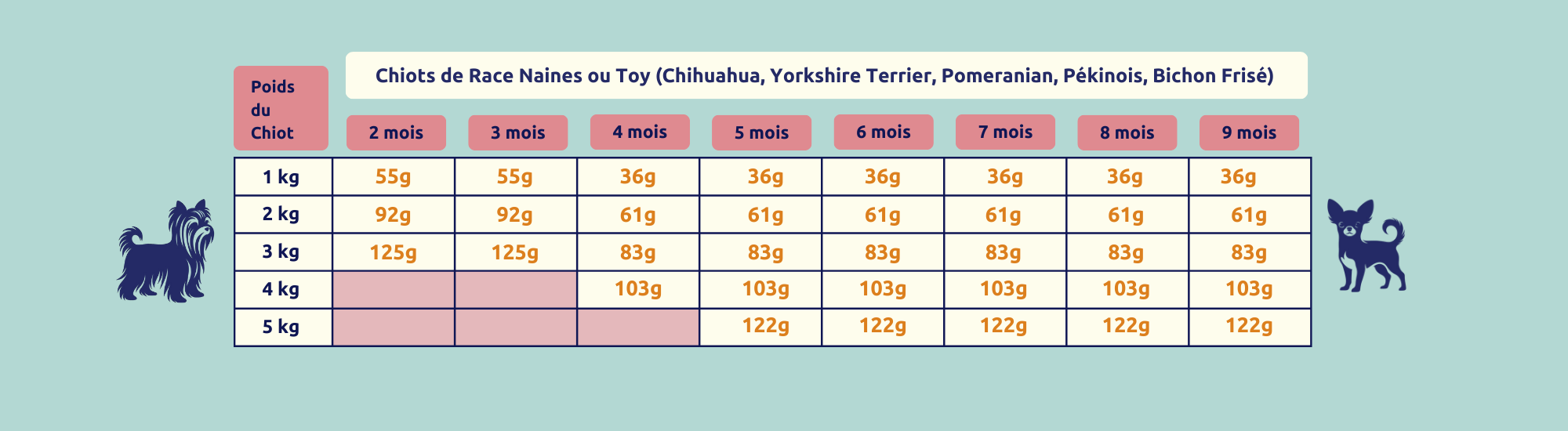 chiots de race naines ou toy chihuahua yorkshire terrier pomeranian pekinois bichon frise