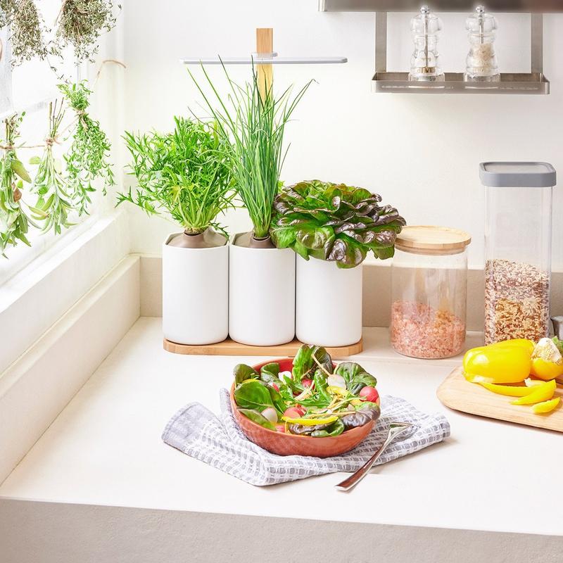 salade potager interieur lilo
