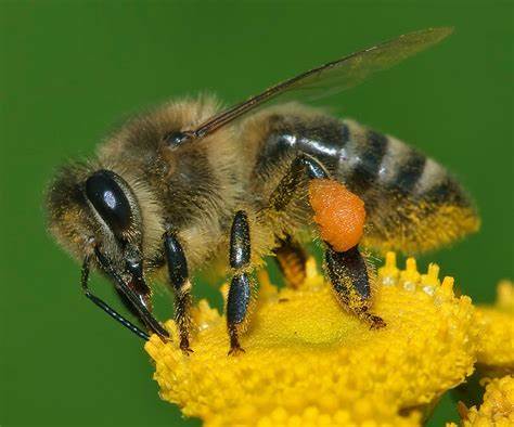 abeille