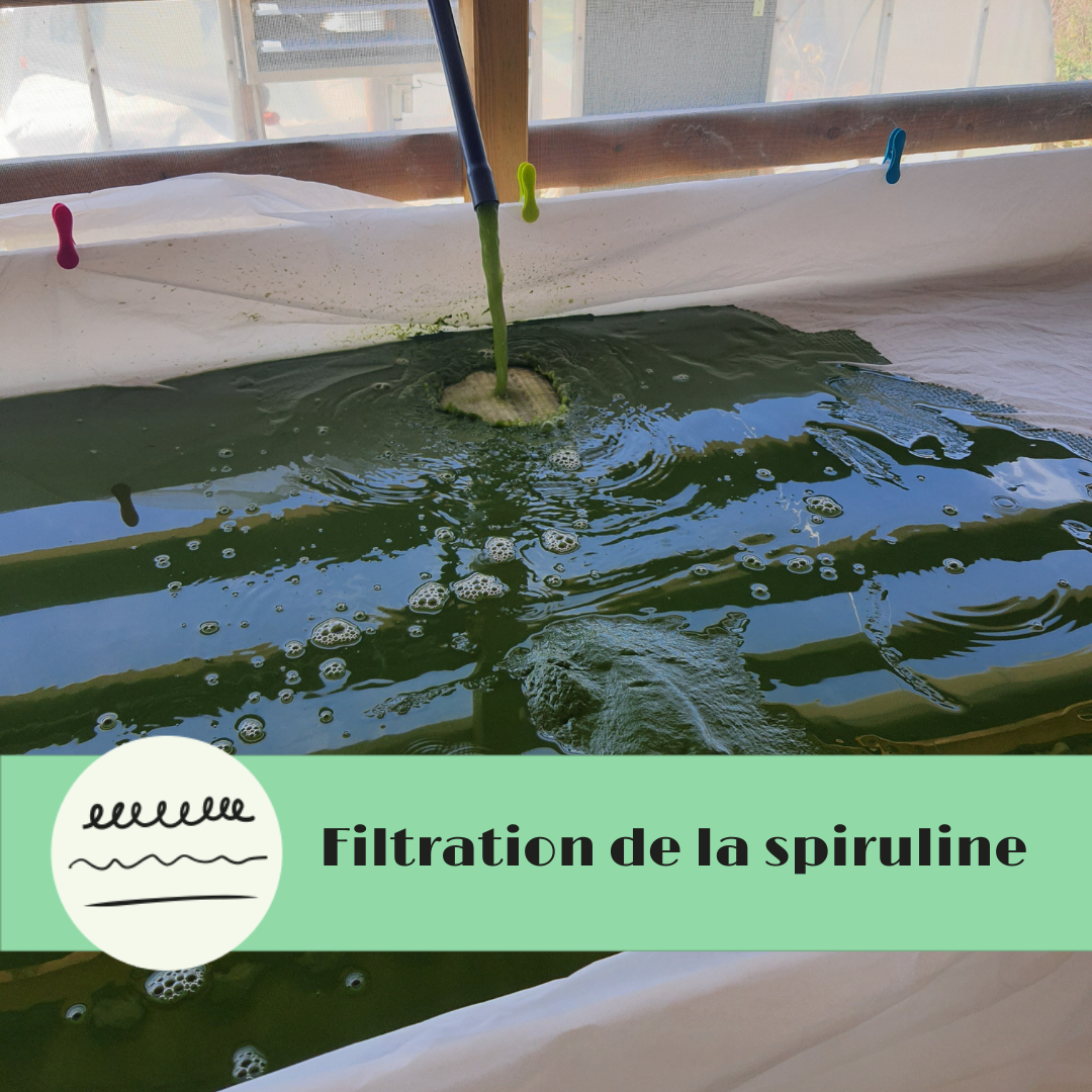 filtration de la spiruline