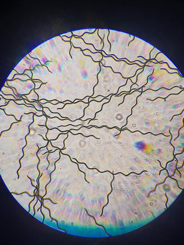 spiruline