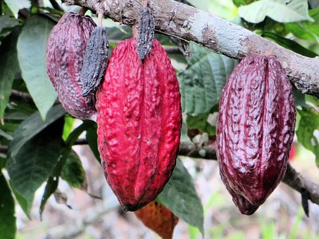 Le Cacao en poudre naturel de Camayos - Zone Artisanale