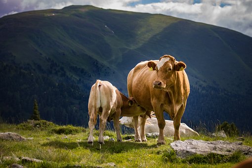 vache 1