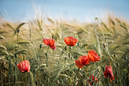 coquelicots