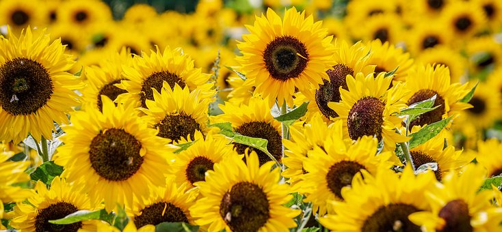 tournesols