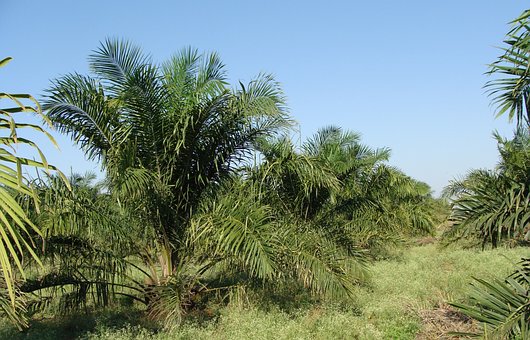 huile de palme