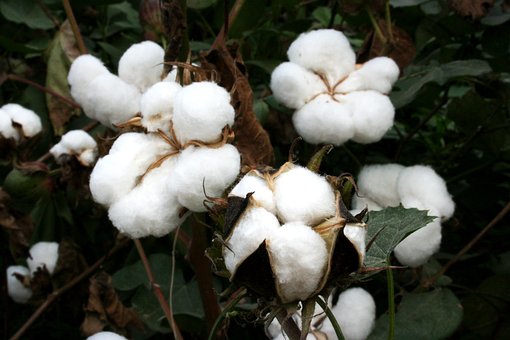 Les caleçons en coton de Gabriel