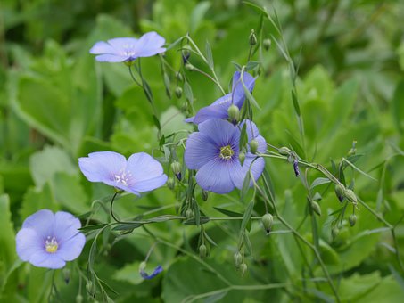 fleur de lin 2