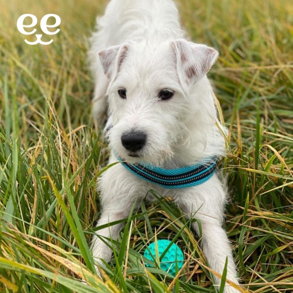 collier-pour-chien-soft-sport-couleur-bleu-freedog (2)