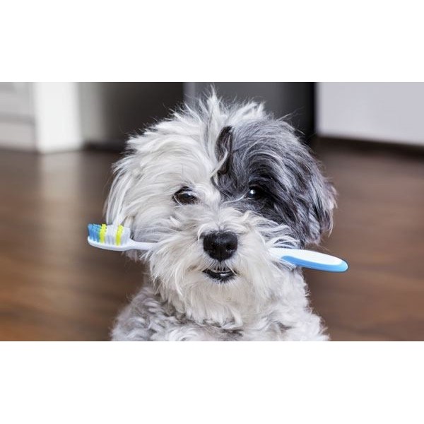 dentifrice-pour-chien-haleine-fraiche-menthe-flamingo (1)