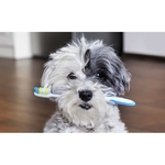dentifrice-pour-chien-haleine-fraiche-menthe-flamingo (1)