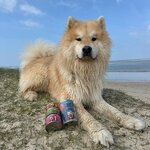 patee-pour-chien-mijotes-de-porc-150g-x-12-martin-food-martin-sellier (1)