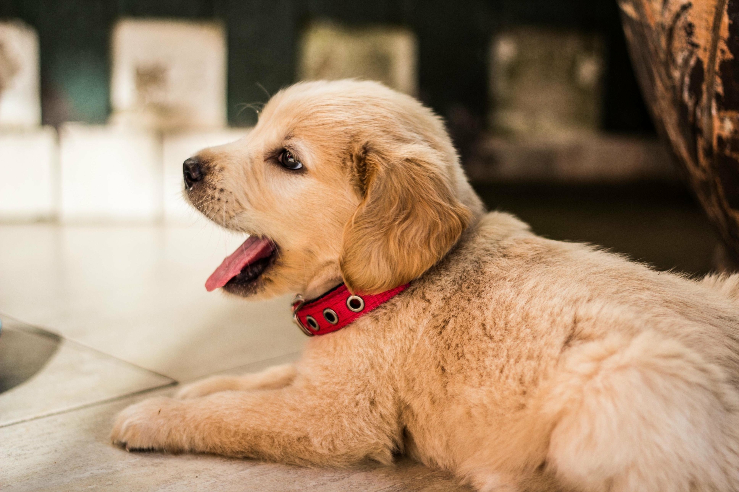 chiot