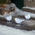 3-oiseaux-lumineux-deco-de-noel-exterieure-a-piles vendus sue deco-lumineuse.fr