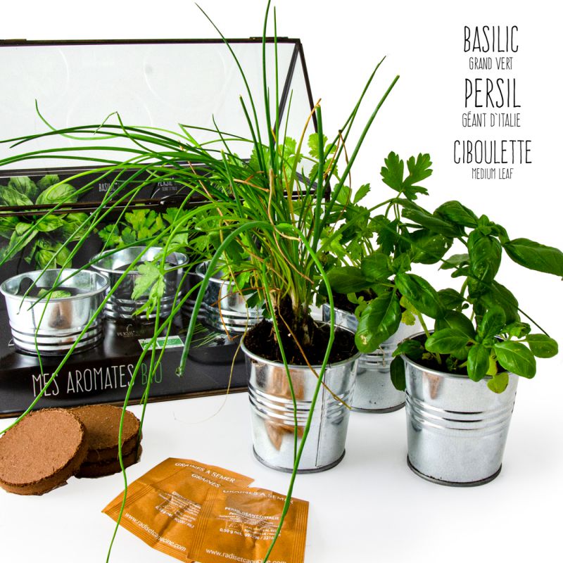 radis et capucine serre chassis black avec plantes aromatiques bio ciboulette basilic persil une idee cadeau (1)