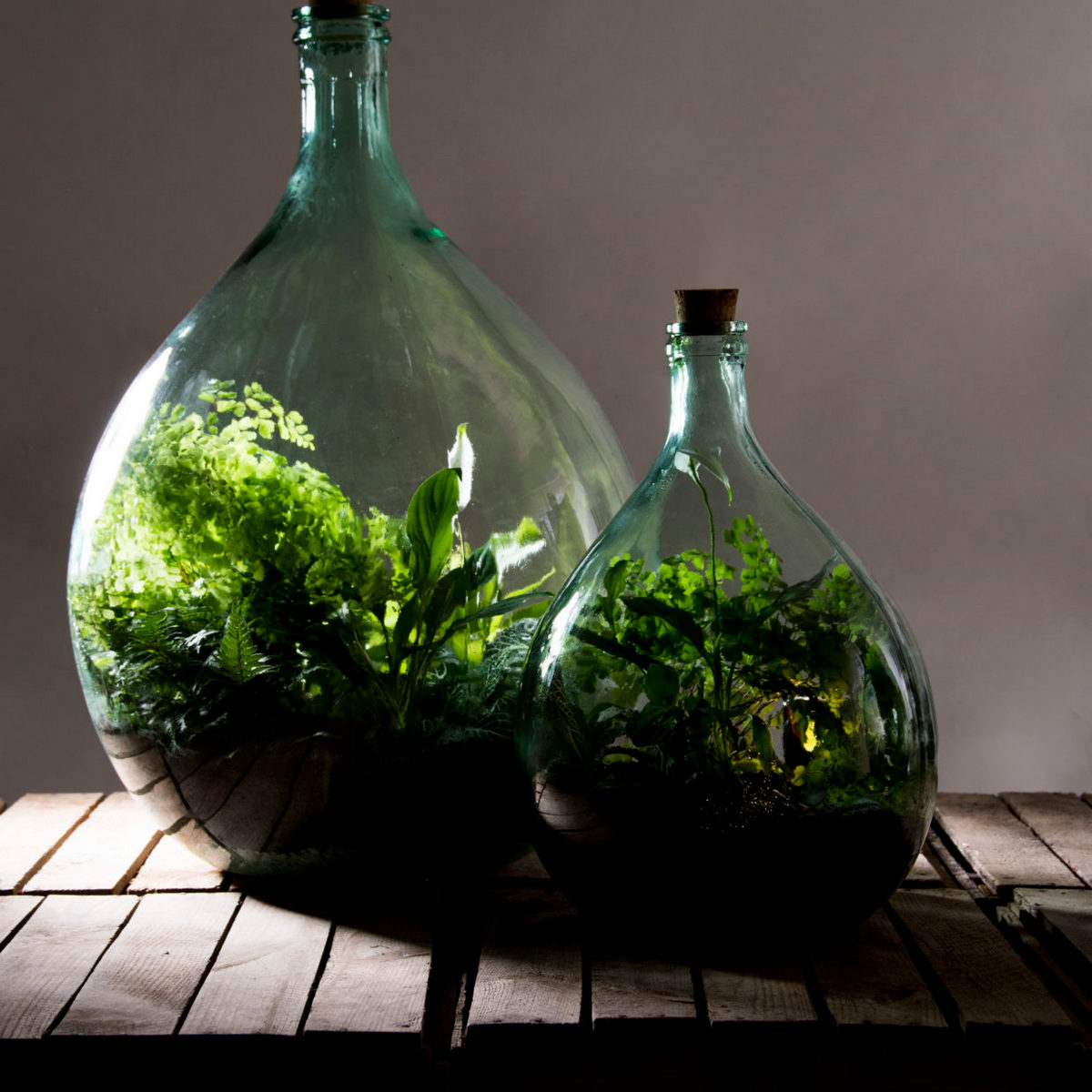 kit terrarium diy esschert design une idee cadeau chez ugo et lea (1)