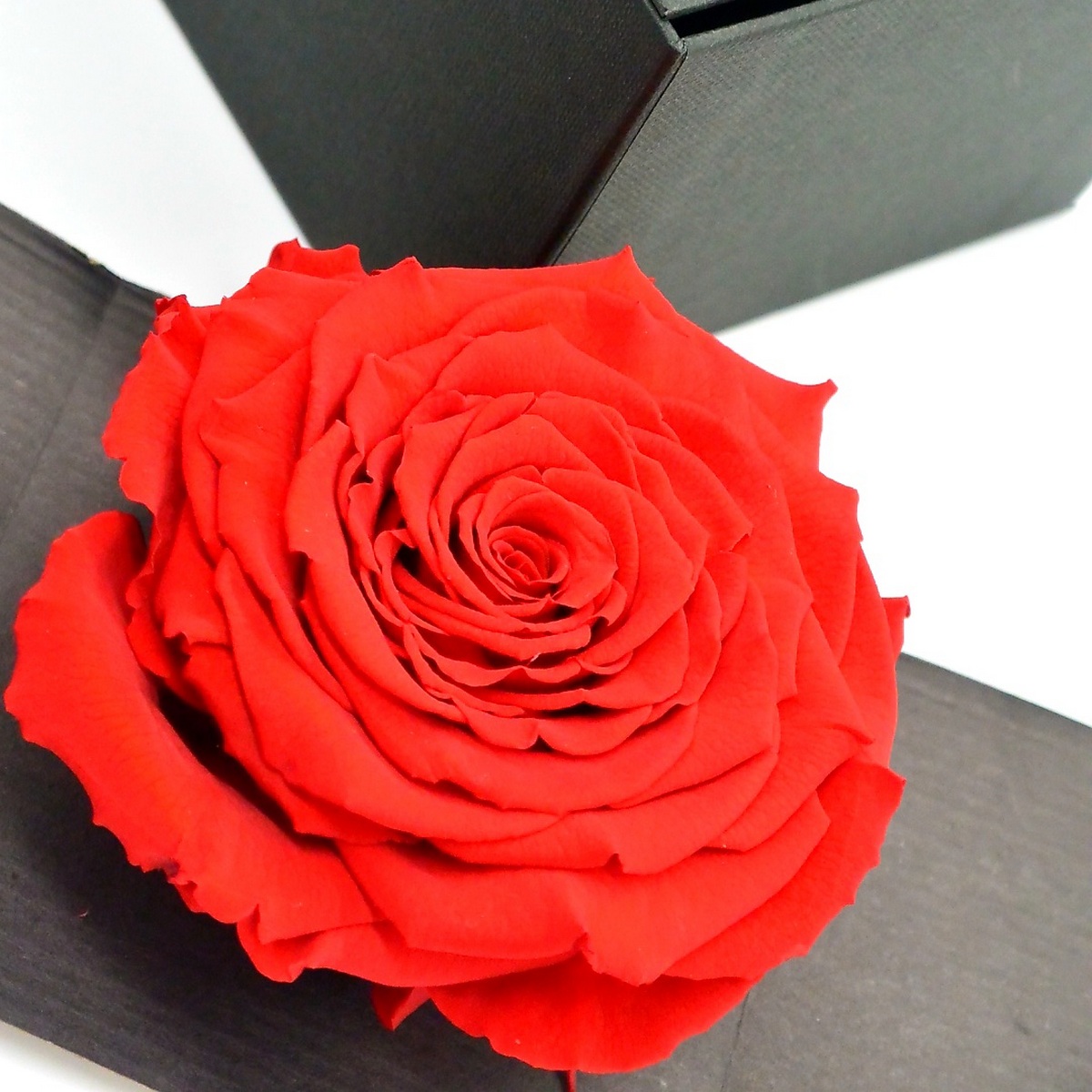 second flor rose eternelle rouge dans son ecrin rose des amoureux une idee cadeau saint valentin chez ugo et lea  (1)