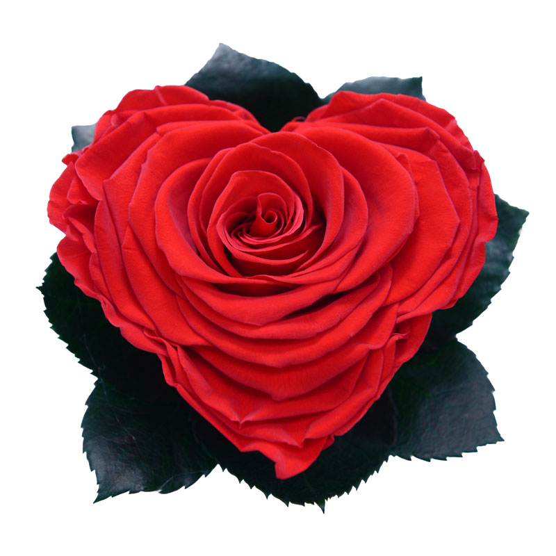 Rose éternelle En Blocs De Construction à Assembler - Rouge Avec Cloche De Protection - Décoration Romantique - Cadeau