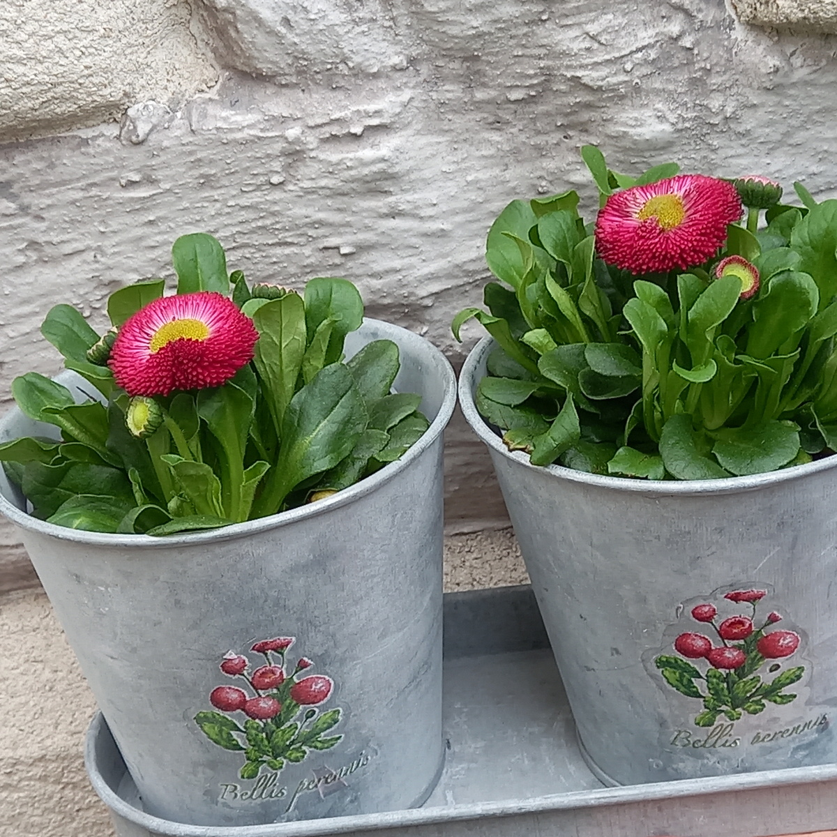 esschert design trio cache pot bellis botanique en zinc une idee cadeau chez ugo et lea  (3)