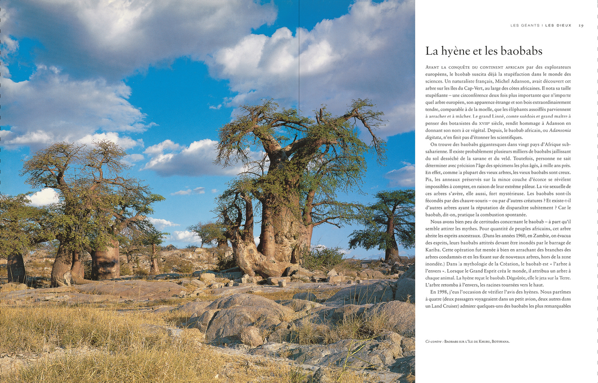 hachette livre le tour du monde en 80 arbres une idee cadeau chez ugo et lea (3)