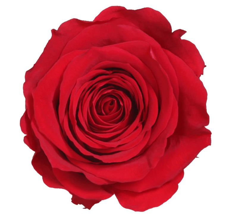 verdissimo rose éternelle rouge 25 cm chez ugo et léa 2