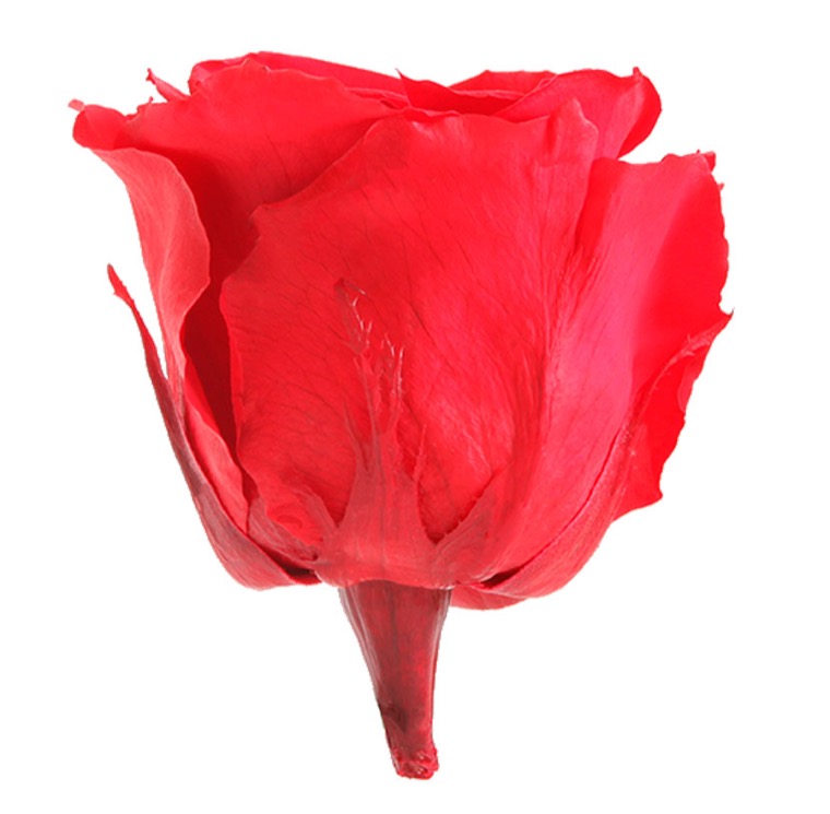 verdissimo rose éternelle rouge 25 cm chez ugo et léa 3