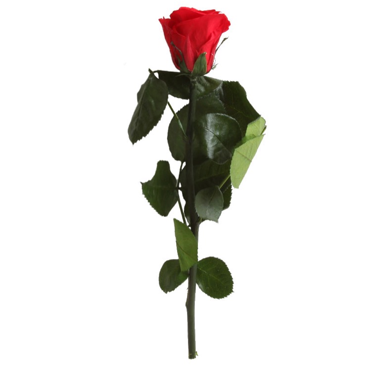 verdissimo rose éternelle rouge 25 cm chez ugo et léa 4
