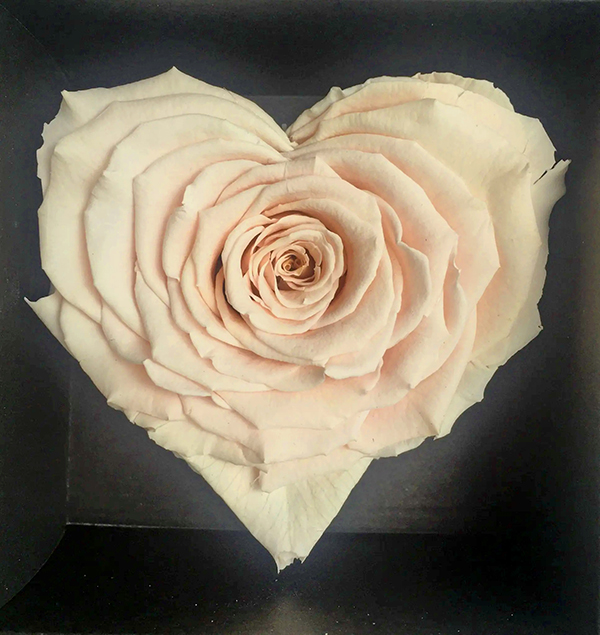 Rose eternelle rose clair XL