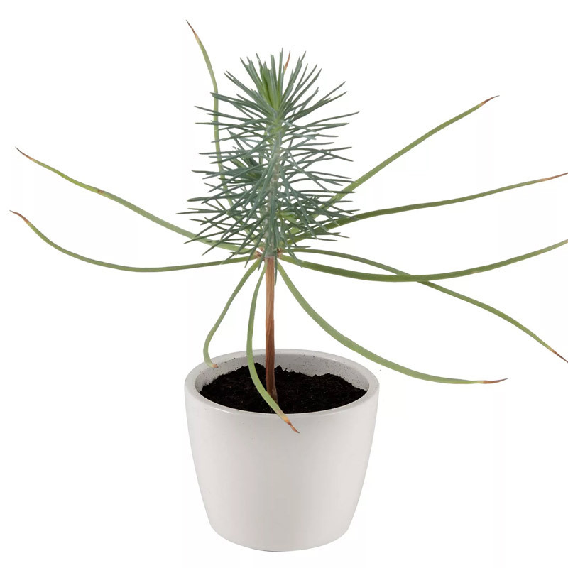 plante