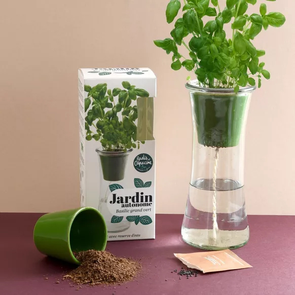 Basilic grand vert dans un pot