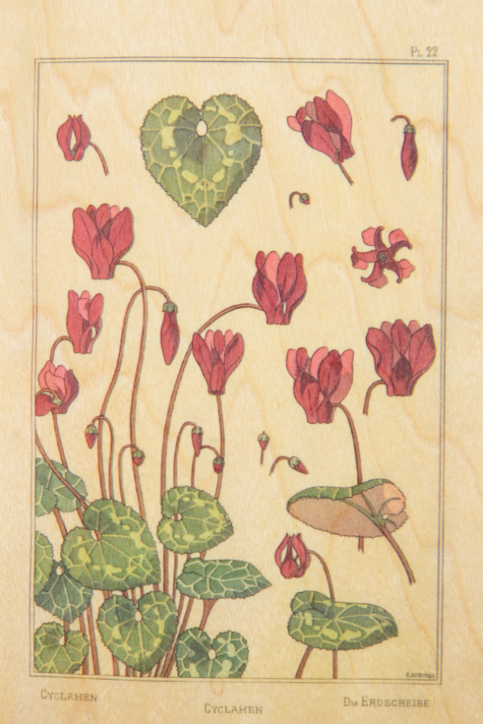 Carte postale en bois Cyclamens